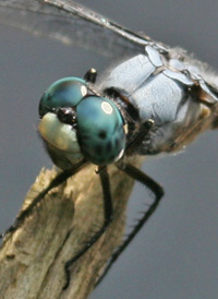 Great Blue Skimmer